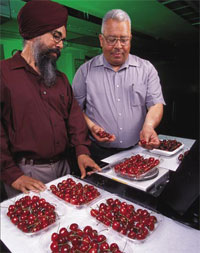 Photo courtesy of Northwest Cherry Growers
