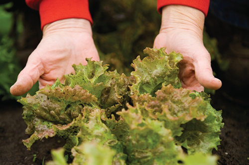 Lettuce grows in a greenhouse at Genesis Growers in St. Anne, IL. Genesis Growers runs a CSA (community-supported agriculture) program distributing its fresh produce to more than 200 local families. (JCI Photo / Todd Bennett)