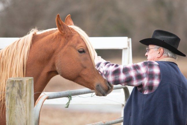 Bud Sikes checks on one of his Arabian stallions at the Southern Star Horse Hotel in Jackson, Tennessee.