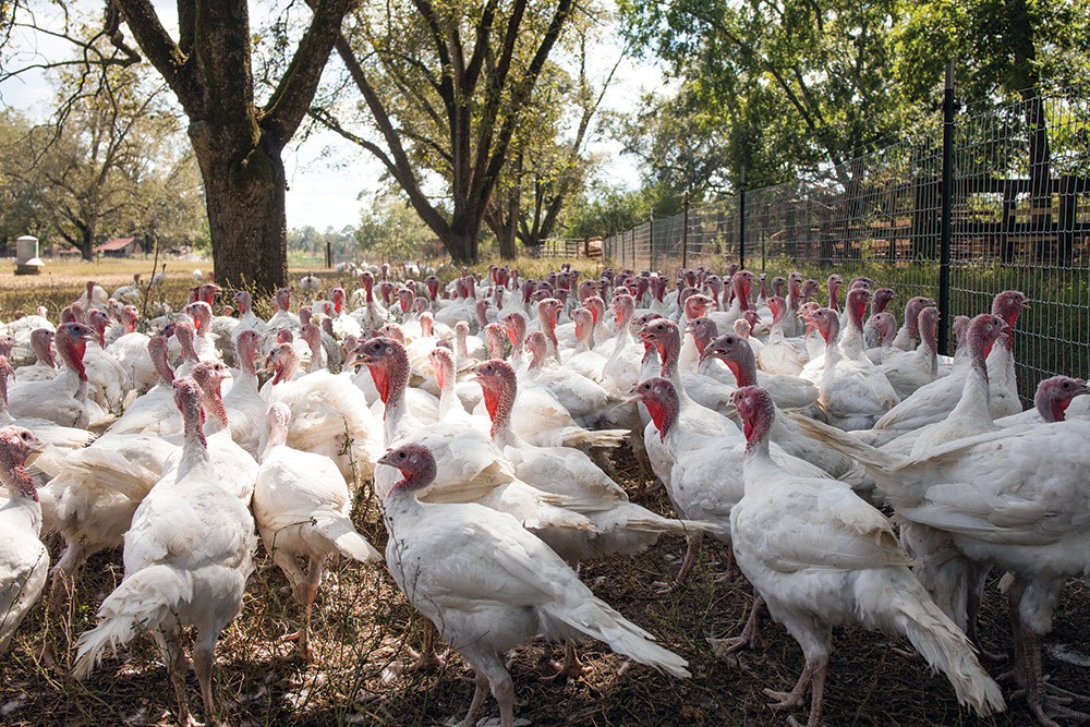 Bates Turkey Farm